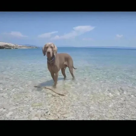 Daire In Near The Sea Vrsi