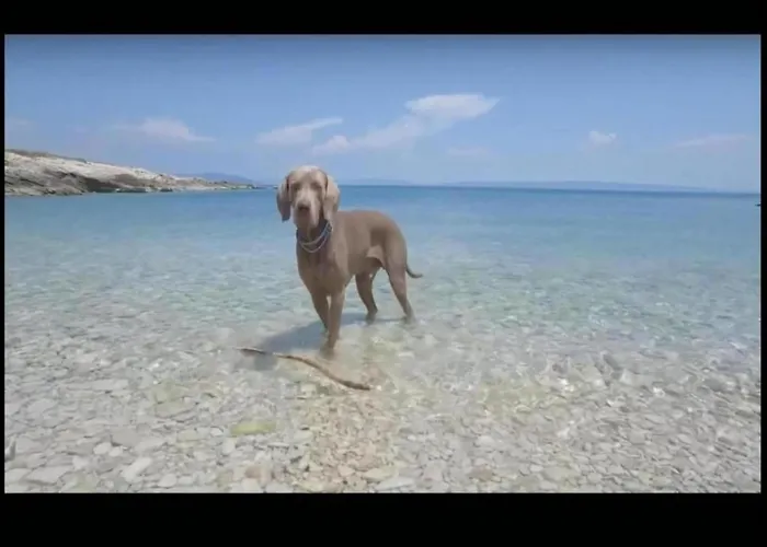 Daire In Near The Sea Vrsi